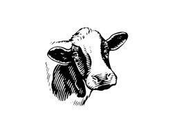 cow 5